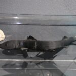 康南·莫卡辛重返曼谷献上特别独奏音乐会