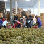 为泰党提交宪法修正案草案 限缩参议院权限并禁止修改王室条款