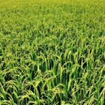 健康成新身份象征：泰国’长寿经济’崛起，健康追踪成社交新标尺