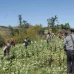 泰国军方强调停火不等于战备松懈 警惕信息战制造恐慌