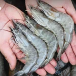 泰国商会大学评估南部洪灾损失达400亿泰铢，占GDP的0.22%