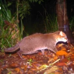 泰国2026年新年假期出行激增，M6高速免费通行并提供24小时道路援助