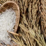 泰国特工成功解救五只野生动物 暂时安置于边境赌场