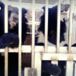 经济疲软下的泰国餐饮业：销售下滑18%，企业裁员求生