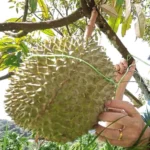 泰国气象局发布全国天气预警：北部浓雾侵袭 南部雷暴持续