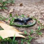 泰国选举委员会秘书长称紧急情况下选举可推迟最多30天