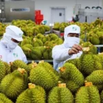 泰国‘樱花’盛放期进入尾声，普隆洛山迎来观赏末班车