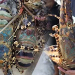 2026年泰铢走势分析：上半年或走强，下半年或走弱，金价创历史新高