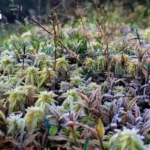 民主党聚焦曼谷竞选 推出第二河道防洪计划