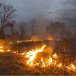 泰国加强机场筛查措施 未发现尼帕病毒输入