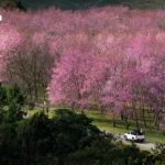 全球经济放缓：美中贸易摩擦拖累增长