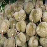 泰国内阁以宪法限制为由，叫停16.8亿铢稻米干预计划