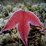 国际评级机构关注泰国债务逼近70%上限