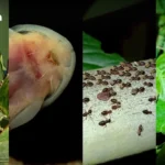 2026年成全球债务危机预警关键年 主要经济体债务风险加剧