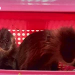 缅甸新推’经济电价’ 每单位0.45美元 液化天然气发电助力工业发展