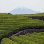 2026年1月泰国跨境贸易激增50.7% 达1611.35亿泰铢