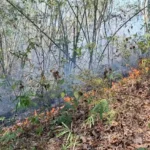 泰国自豪党组建295席联盟政府；克拉团党未纳入阿努廷二内阁