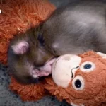 越南开放星链服务以提升全国数字连接