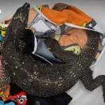 清莱将锚定三国贸易枢纽 边境经济瞄准全球市场