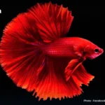 泰国2026年1月近80家工厂关闭 工业投资总额达26.5666亿泰铢