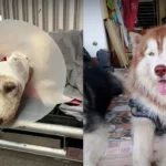 日本雪猴Punch-kun的’橙色玩偶’故事温暖全球：被遗弃小猴的逆袭之路