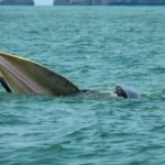 马来西亚结核病疫情持续蔓延 累计确诊2571例