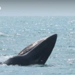 考艾国家公园越野跑活动取消致1800跑者滞留 组委会称因安全问题