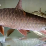 泰国北部遭遇夏季风暴 大雨强风冰雹来袭