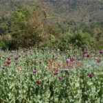 全球市场假期休市 黄金价格重挫逾1%