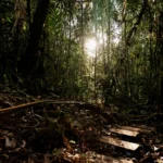 美国最高法院裁定总统无权依据国际紧急经济权力法单方面加征进口关税