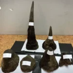 泰国内阁批准碳信用纳入期货交易参考资产 为绿色经济转型铺路