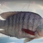 政治稳定提振泰国股市 成交额突破1021亿泰铢