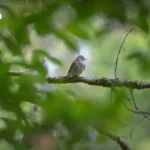 分析：油价战冲击推高泰国成本，考验国家干预能力