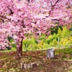 马自达、三菱、雅马哈等日本车企加薪应对行业挑战