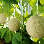 商务部：四家大型商超已就绪“泰人助泰人”计划将降低生活成本