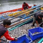 湄南河与颂讪运河渡轮票价将于 4 月 7 日再次上调，柴油成本激增致运营负担加重