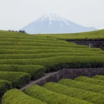 全球抹茶热潮推动日本绿茶出口大幅增长