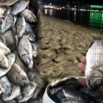 泰国密切关注边境风险，武装力量升级火力