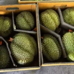 价格不合——亚洲对FIFA世界杯电视转播协议停滞表示犹豫