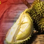 泰国大象“哈皮”在纽约布朗克斯动物园去世，享年55岁
