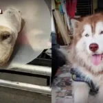 季风槽将给曼谷及泰国北部带来暴雨