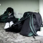 国际猫日聚焦泰国430万只猫