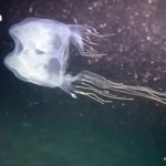 泰总理阿努廷呼吁在全球挑战下加强东盟团结